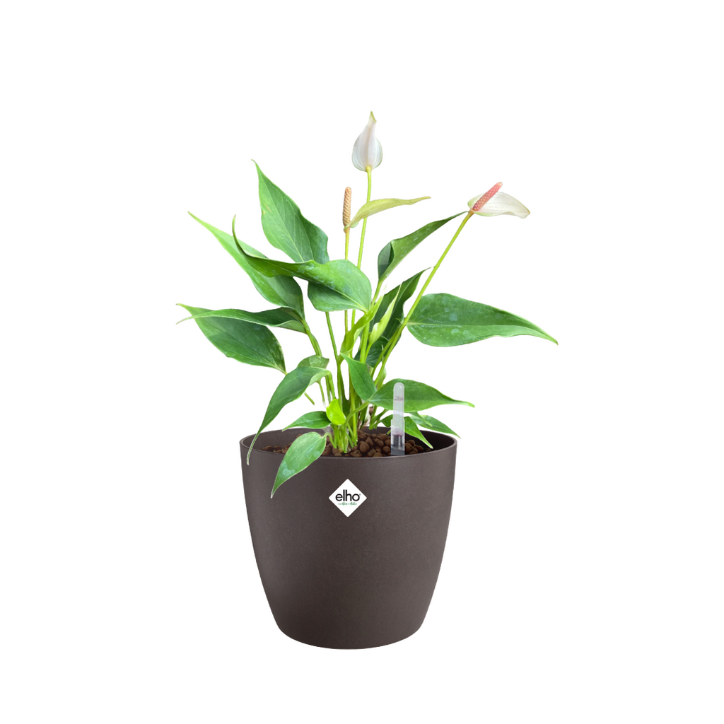 Light Pink Mini Anthurium in Espresso Brown Coffee Collection 14cm (0.20m)