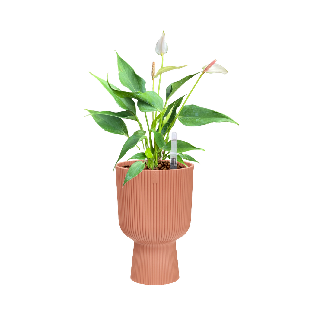 Light Pink Mini Anthurium in Delicate Pink Vibes Fold Coupe