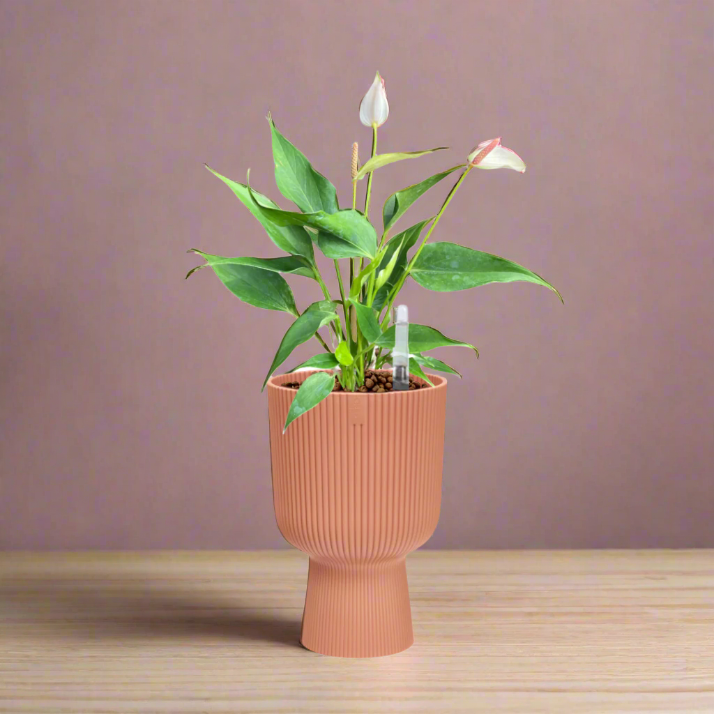 Light Pink Mini Anthurium in Delicate Pink Vibes Fold Coupe