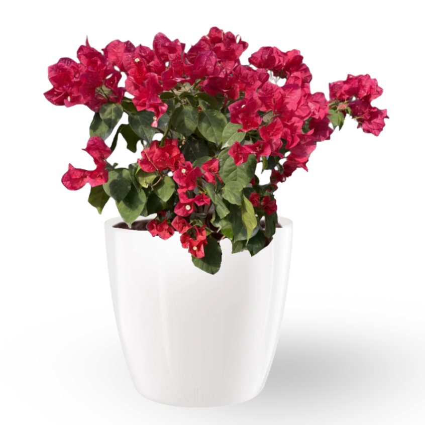 Red Bougainvillea in White Brussels Diamond Round (0.65m)