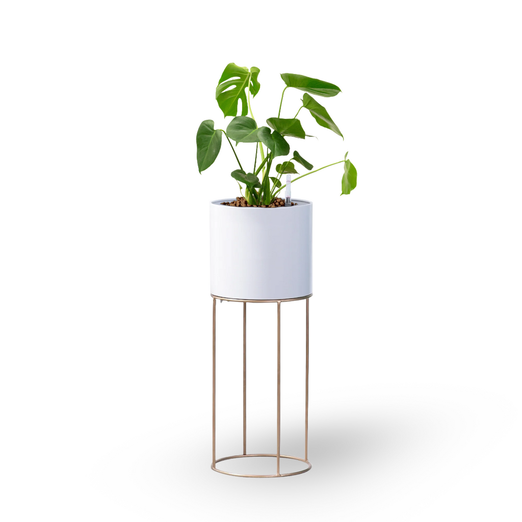 Monstera Deliciosa in White Valencia Planter