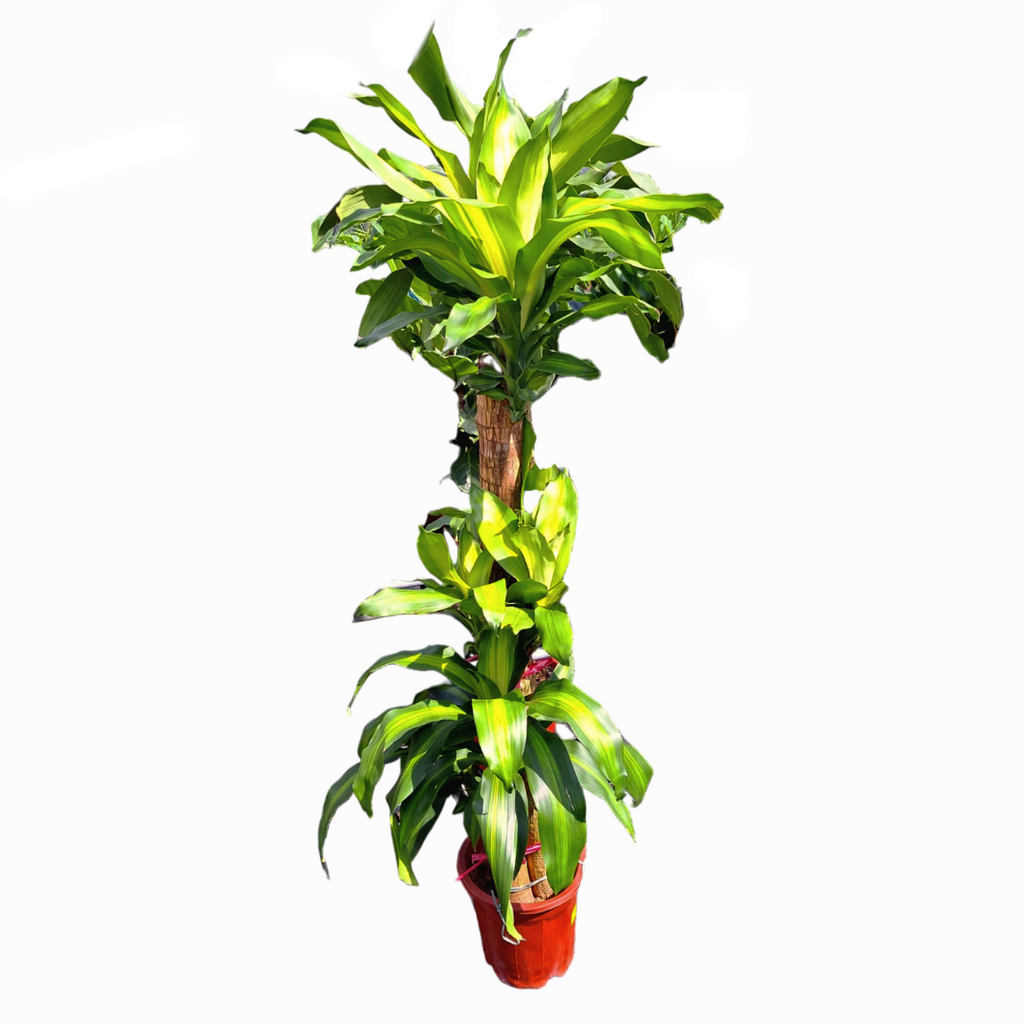 Dracaena fragrans, Multi-stem, Corn Plant (1.3m)