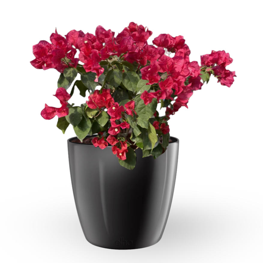 Red Bougainvillea in Metallic Black Brussels Diamond Round (0.65m)