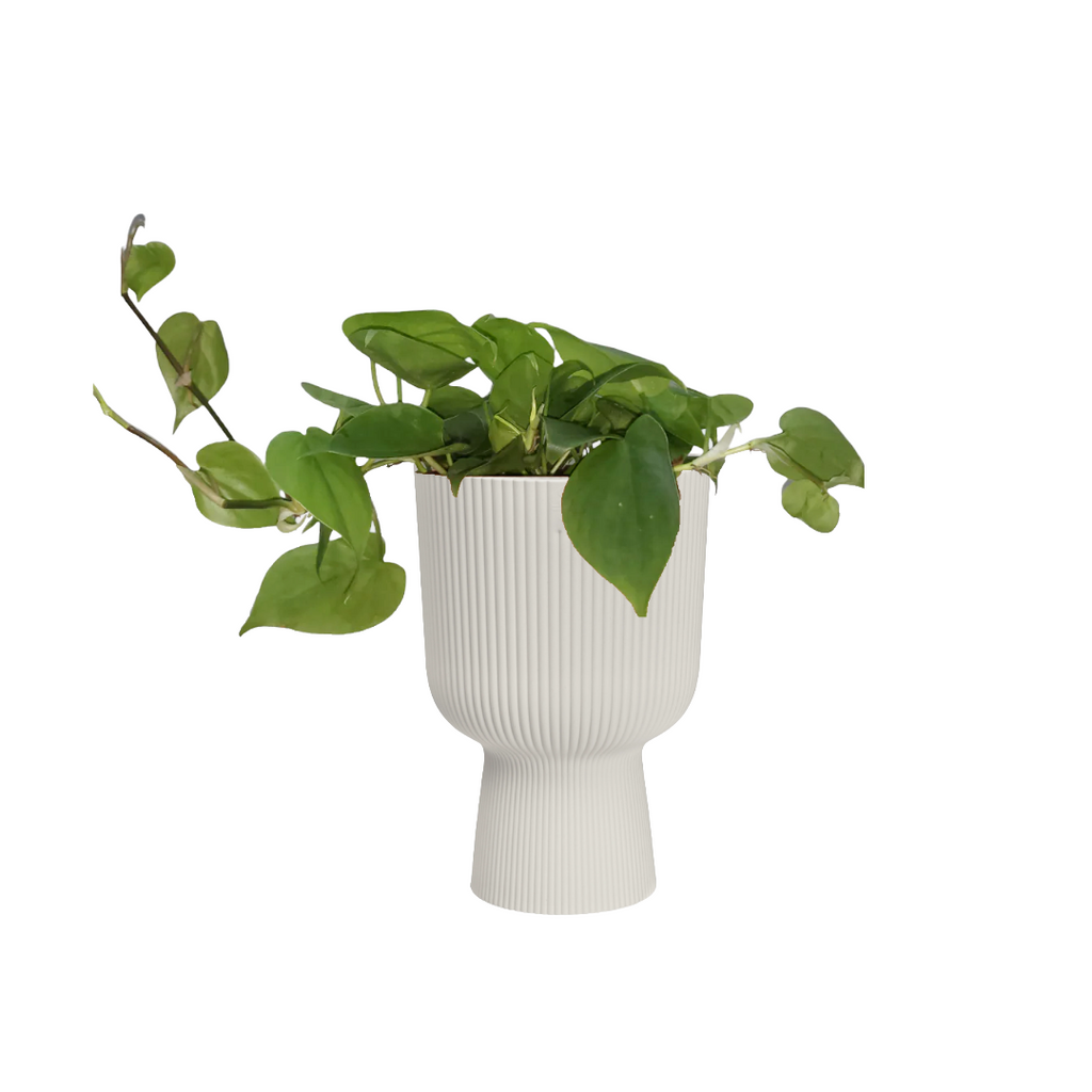 Philodendron Scandens Green in Silky White Vibes Fold Coupe 14cm (0.25m)