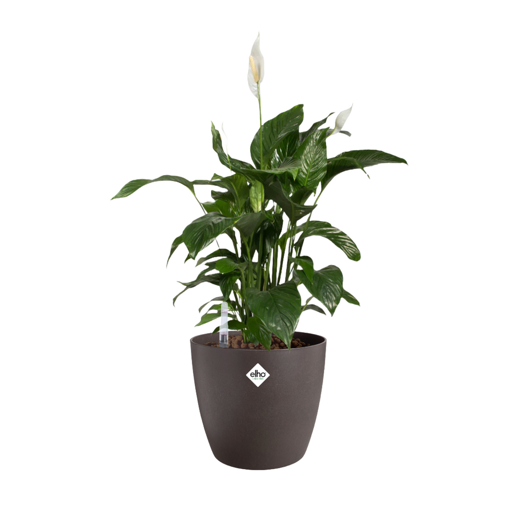 Peace Lily in Espresson Brown Coffee Collection 18cm (0.35m)