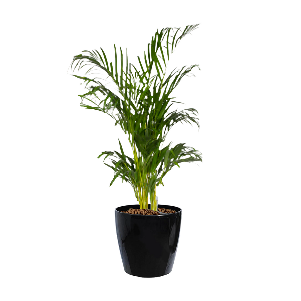 Yellow Palm in Black Dumpy Round Series 37cm (1.2mH)