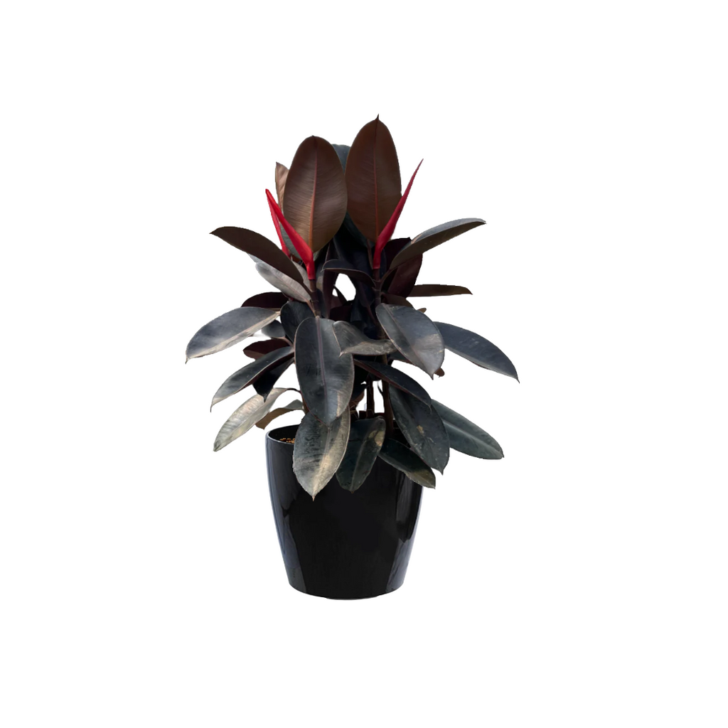 Ficus Elastica Burgundy in Black Dumpy Round Series 37cm (0.8mH)