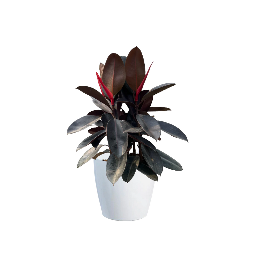 Ficus Elastica Burgundy in White Dumpy Round Series 37cm (0.8mH)