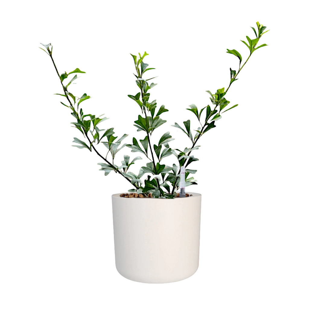 Schefflera triangularis 'Heart Leaf' in White B. for soft round (0.50m)