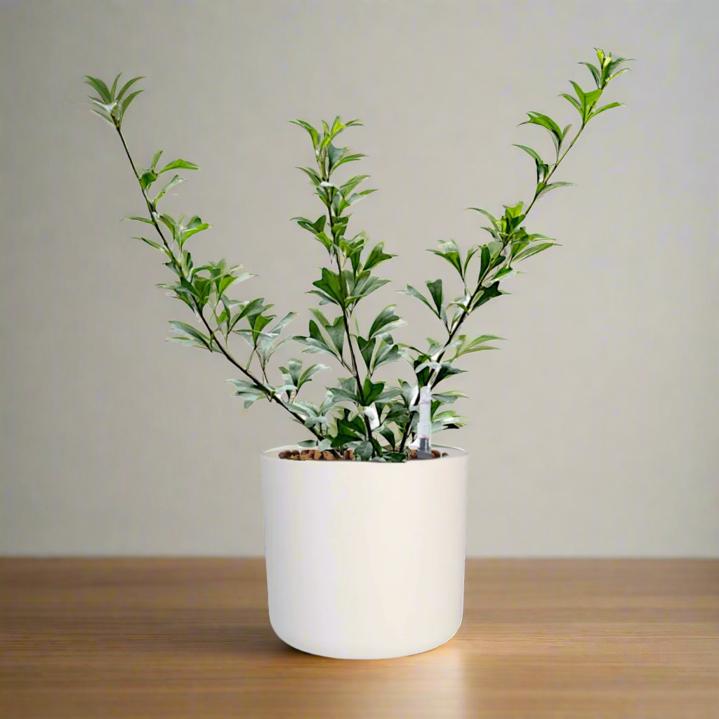 Schefflera triangularis 'Heart Leaf' in White B. for soft round (0.50m)