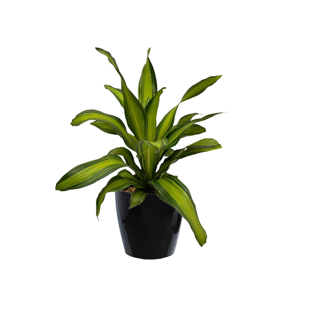 Dracaena Fragrans in Black Dumpy Round Series 37cm (0.8mH)