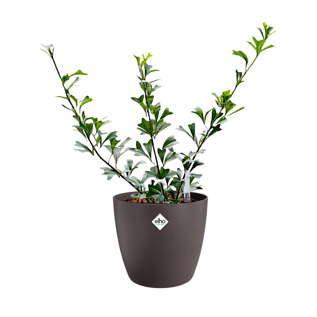 Schefflera triangularis 'Heart Leaf' in Espresso Brown Coffee Collection 18cm (0.5m)