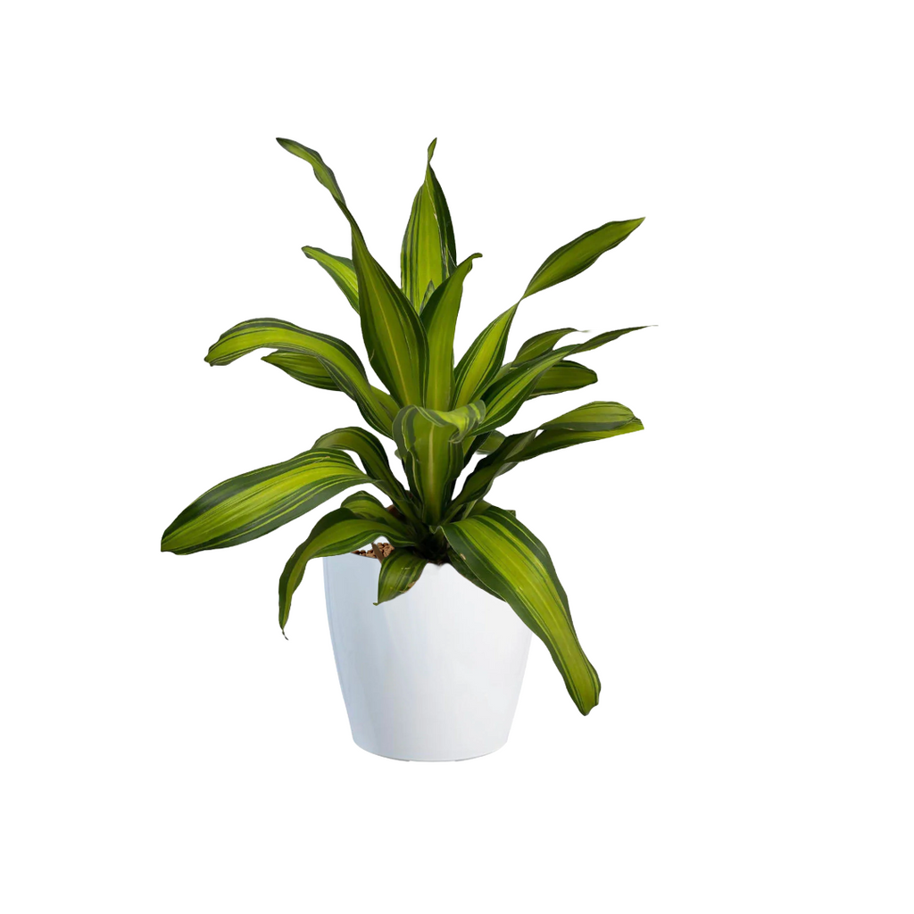 Dracaena Fragrans in White Dumpy Round Series 37cm (0.8mH)