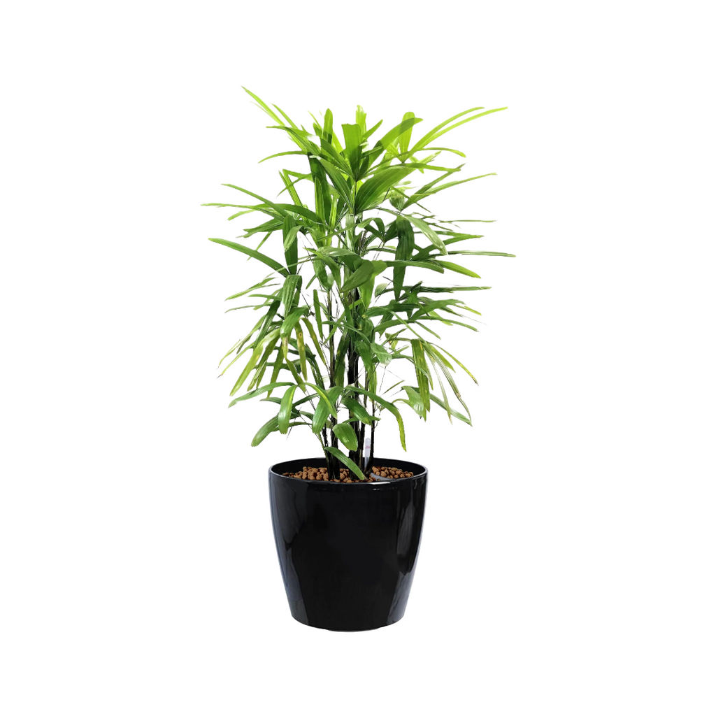 Lady Palm in Black Dumpy Round Series 37cm (1.1m)