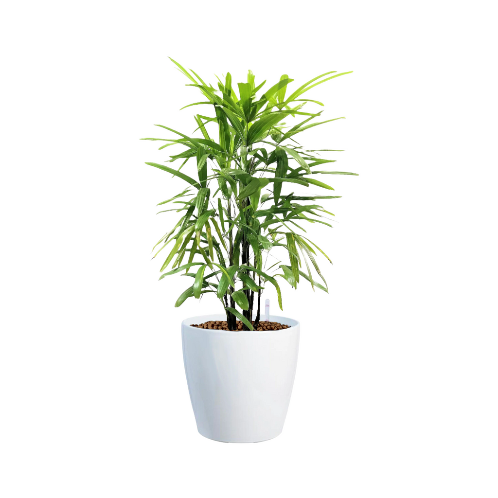 Lady Palm in White Dumpy Round Series 37cm (1.1m)