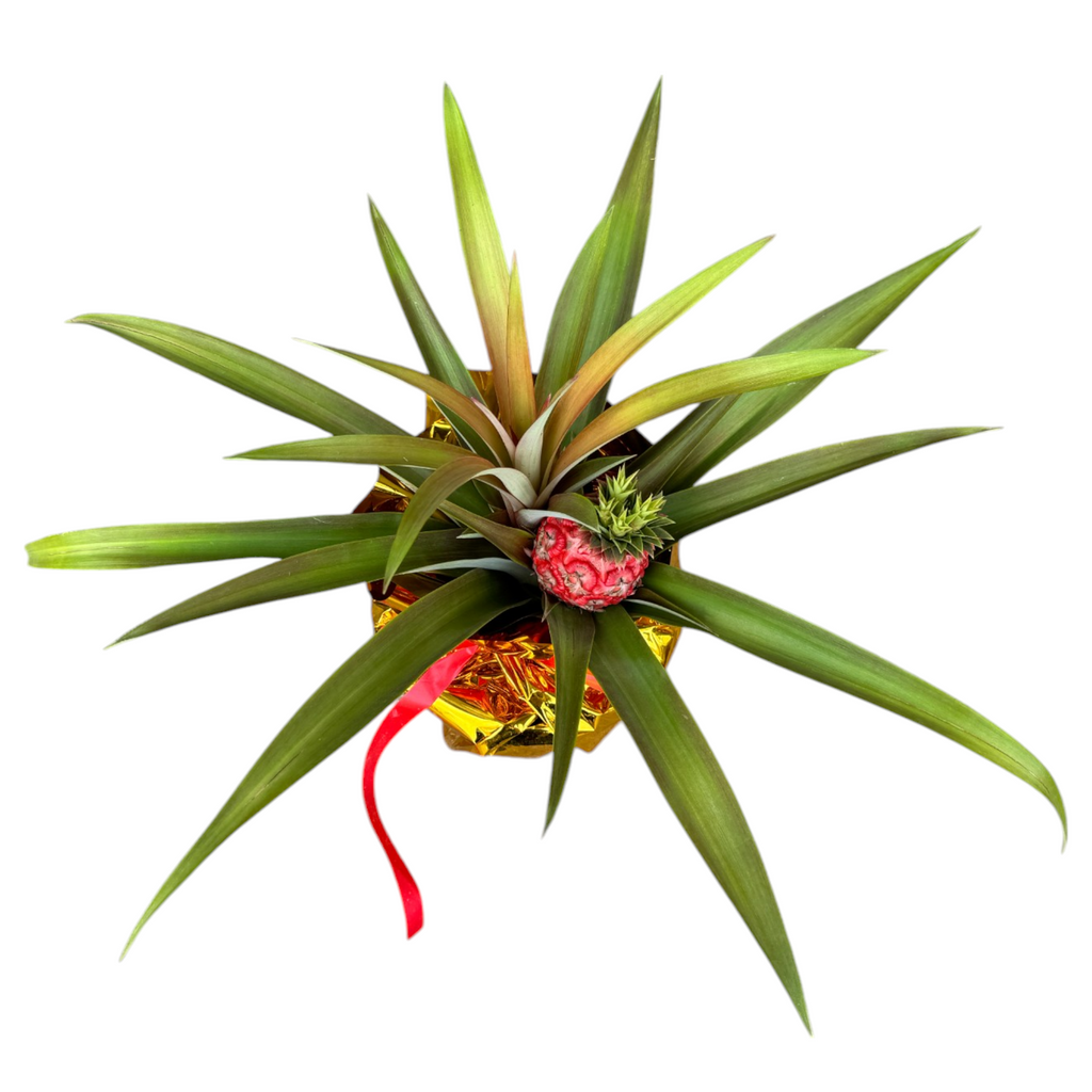 Ananas Comosus, Red Pineapple (0.5m)