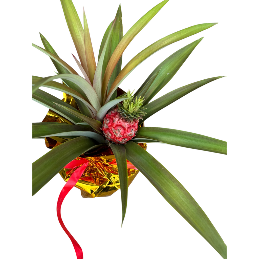 Ananas Comosus, Red Pineapple (0.5m)