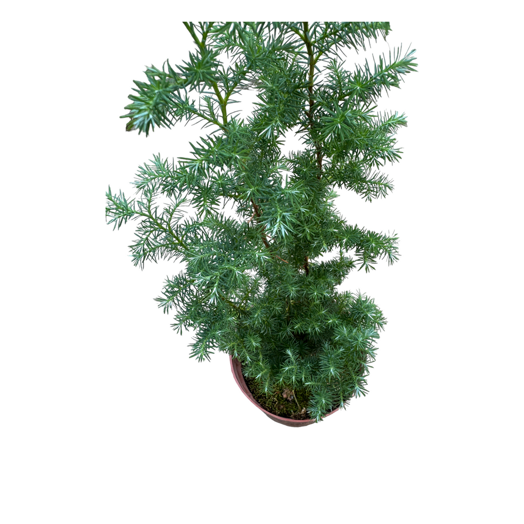 Juniperus formosana, Formosan Juniper (0.35m)