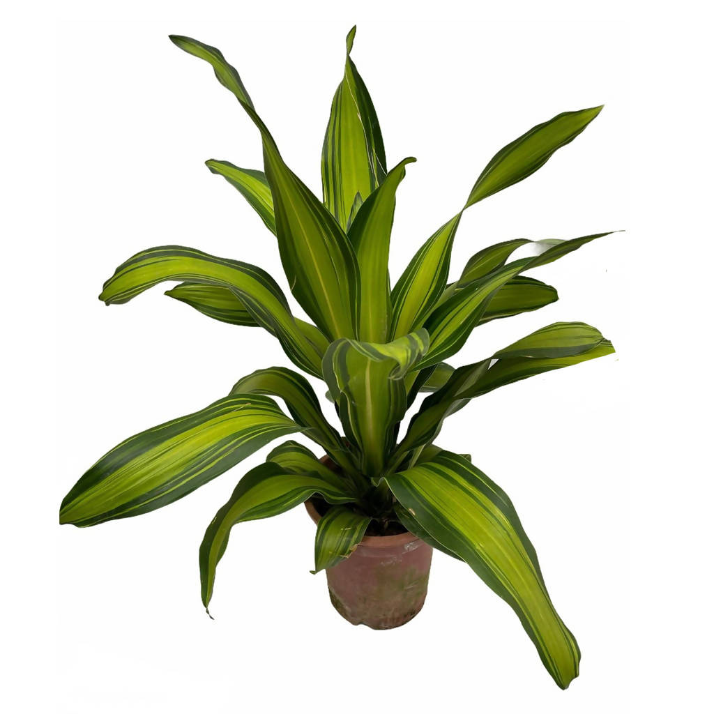 Dracaena Fragrans in Black Dumpy Round Series 37cm (0.8mH)