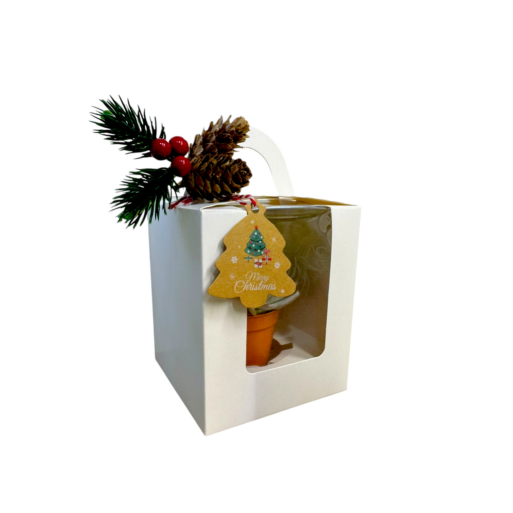 Festive Succulent Gift Box, Christmas Edition