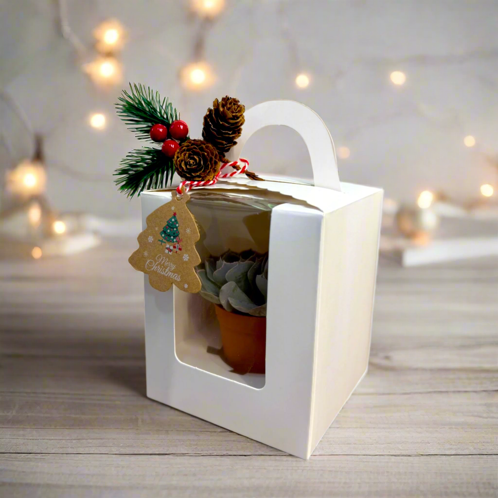 Festive Succulent Gift Box, Christmas Edition