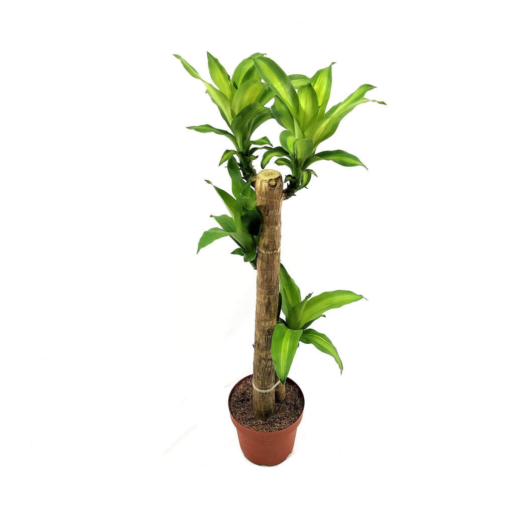 Dracaena fragrans 'Massangeana' 3 in 1 in White Brussels Diamond Round 25cm (0.95mH)