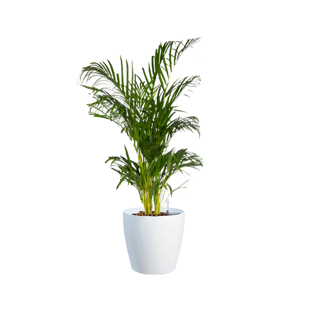 Yellow Palm in White Dumpy Round Series 37cm (1.2mH)