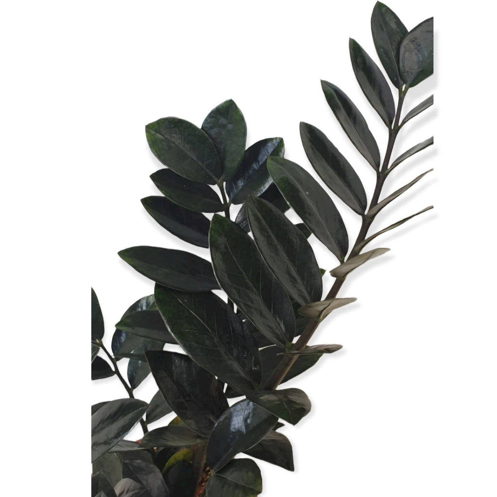 Zamioculcas zamiifolia 'Raven Black', ZZ plant Raven Black, Zanzibar Gem (0.5mH)