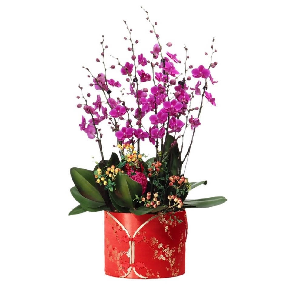 Blossoming Elegance: 5 in 1 Phalaenopsis, Moth Orchid Arrangement with CNY Decor 繁花似锦