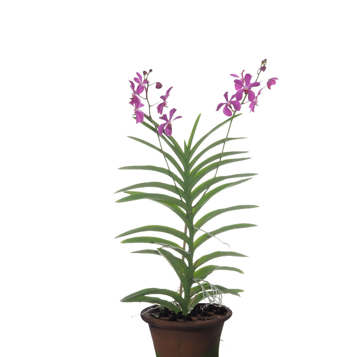 Aranda Kooi Choo (0.6m-0.8m) – Noah Garden Centre