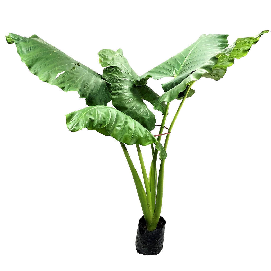 Alocasia macrorrhizos, Elephant Ear Taro in bag (1.0m)