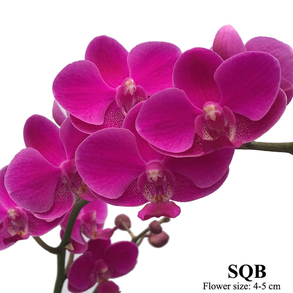 Blossoming Elegance: 5 in 1 Phalaenopsis, Moth Orchid Arrangement with CNY Decor 繁花似锦