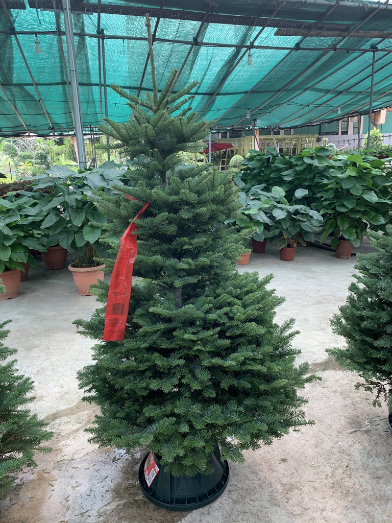 [PRE-ORDER] Noble Fir Christmas Tree (5FT - 12FT)