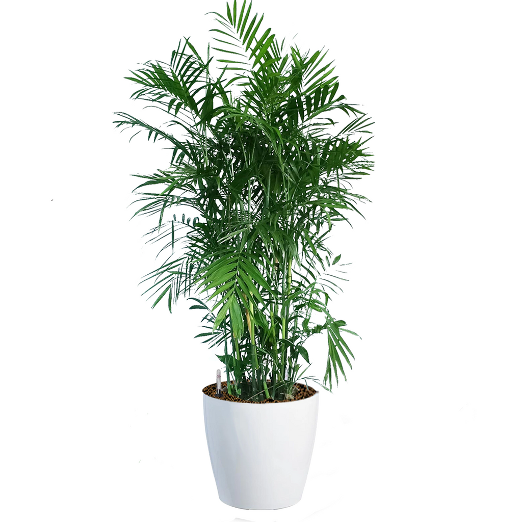 Bamboo Palm in Dumpy Round Series 45cm in White