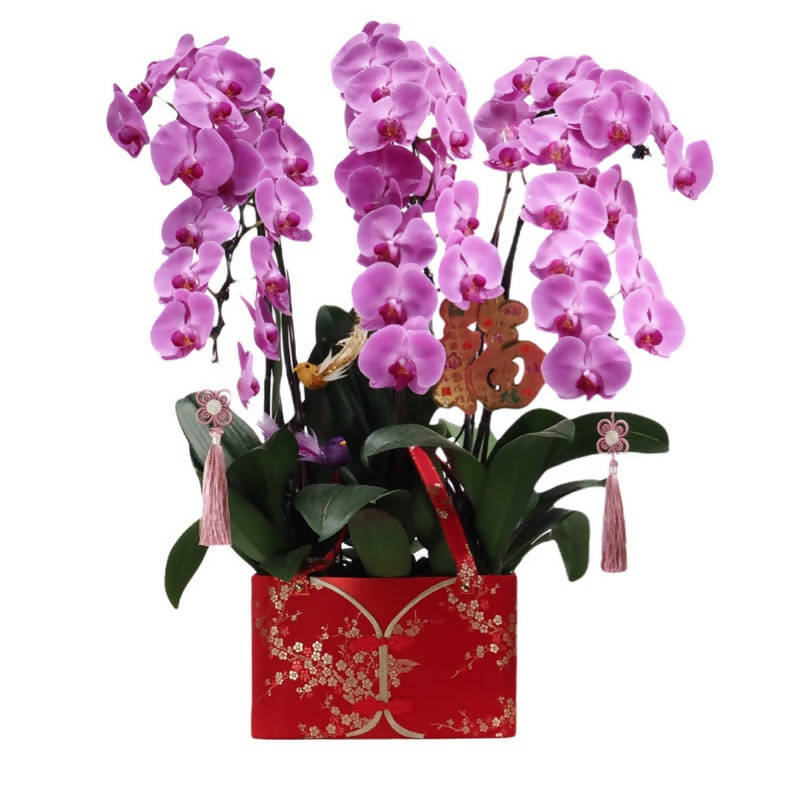 [Auspicious CNY Flowers] 6 in 1 PME Phalaenopsis, Moth Orchid Arrangement with CNY Decor 六六大顺