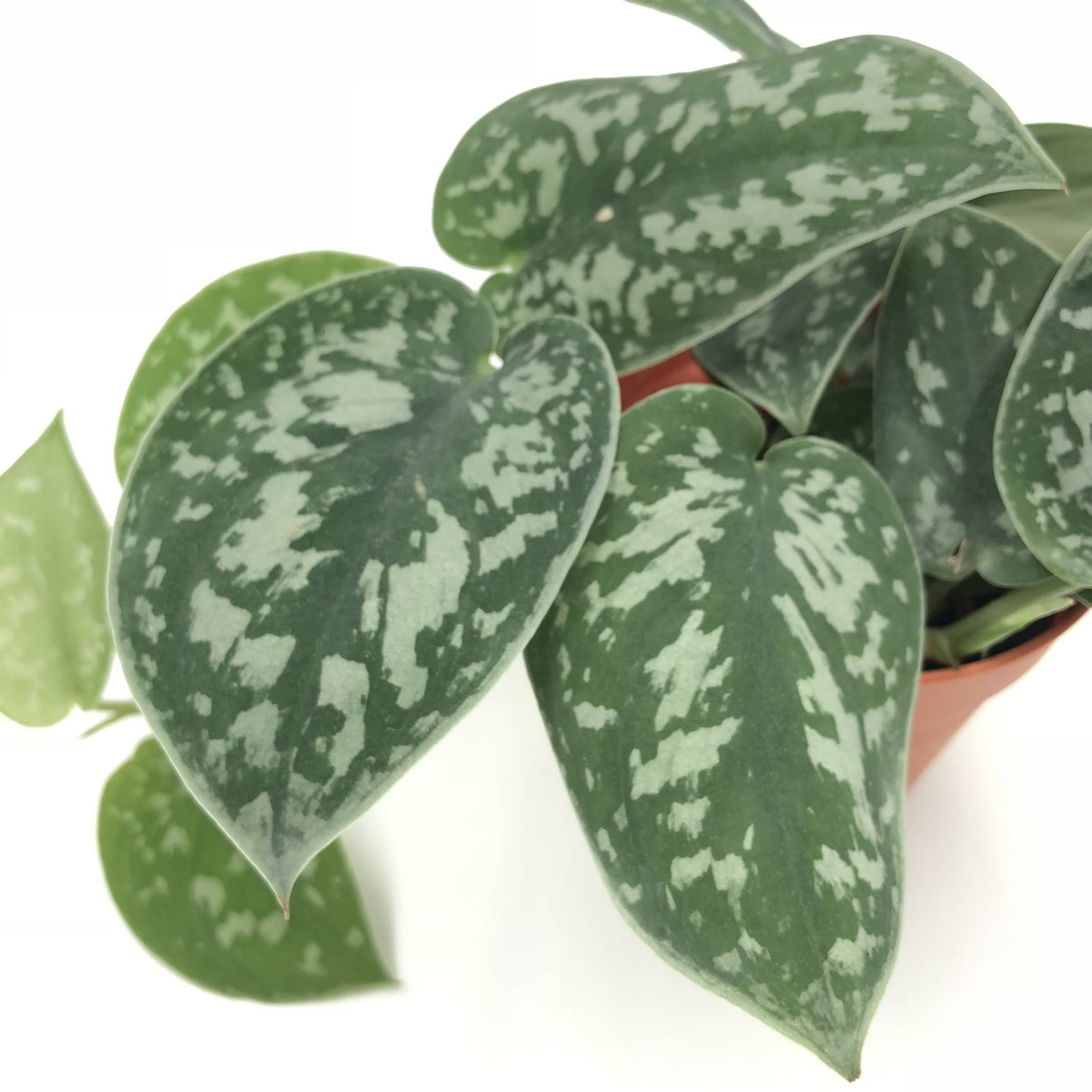 Scindapsus pictus 'Argyraeus', Satin pothos (0.05m) – Noah Garden Centre