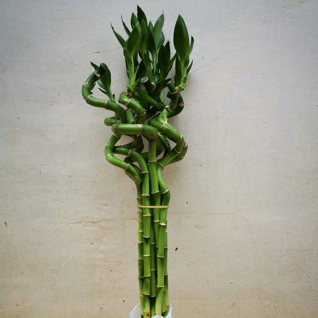 Curly Sanderiana Bamboo 富贵转运竹, Bundle of 10pcs (0.5mh)