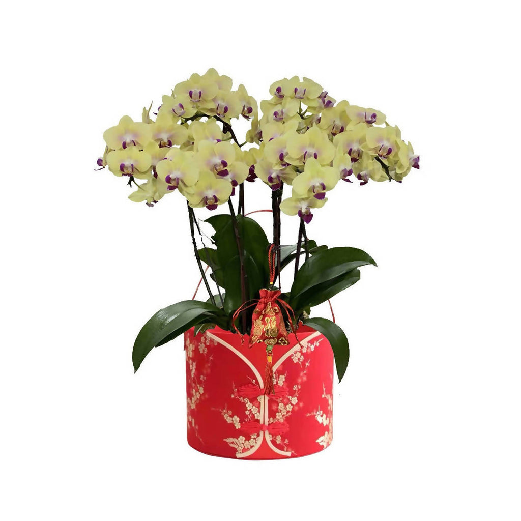 Blossoming Elegance: 5 in 1 Phalaenopsis, Moth Orchid Arrangement with CNY Decor 繁花似锦