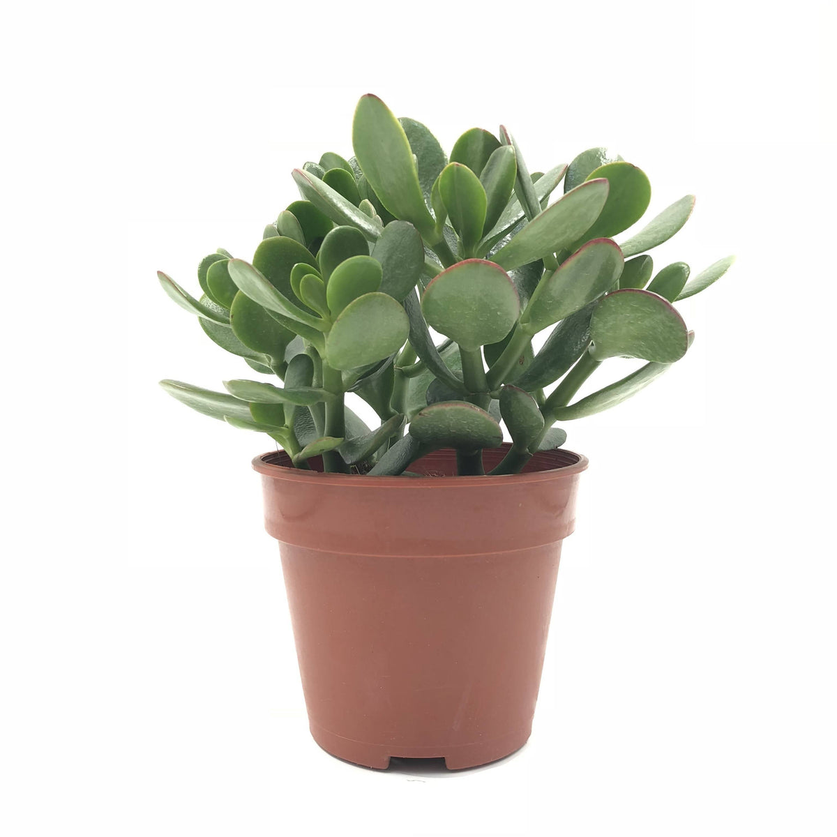 Crassula ovata, Jade Plant (0.15m) – Noah Garden Centre