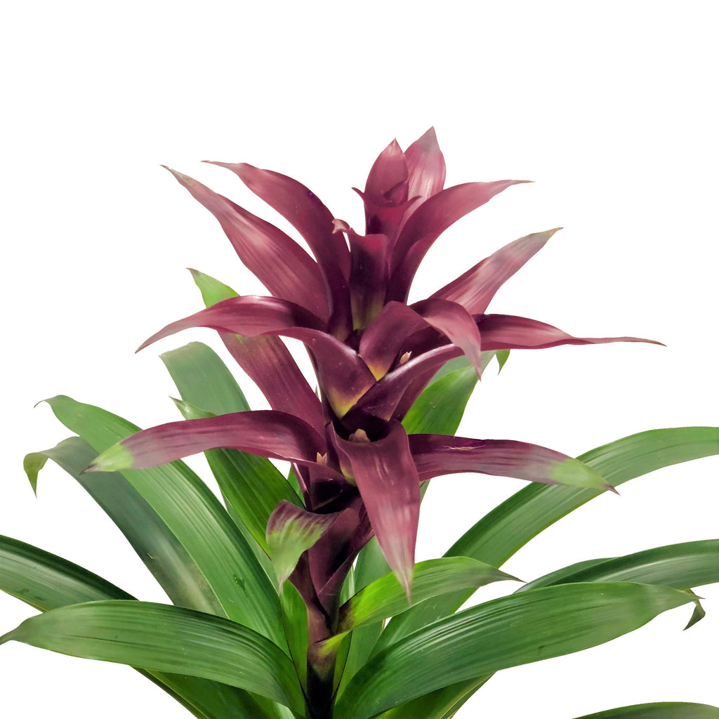 Guzmania, Purple (0.7m)