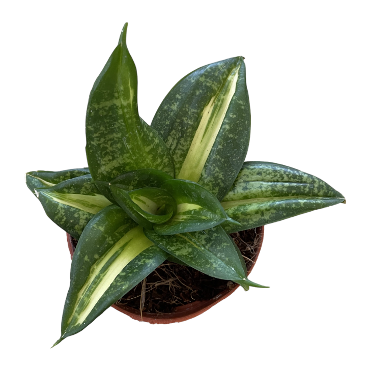 Sansevieria Dwarf (0.15m)