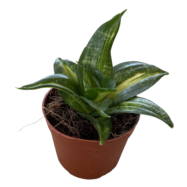 Sansevieria Dwarf (0.15m)