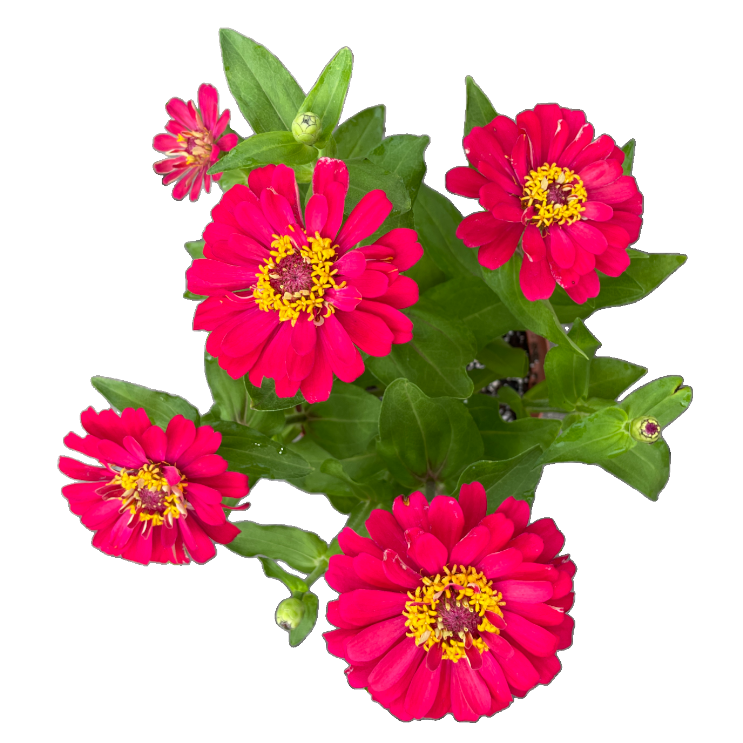 Zinnia elegans, Assorted colours (0.3m)