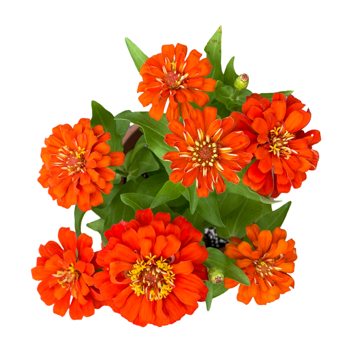 Zinnia elegans, Assorted colours (0.3m)