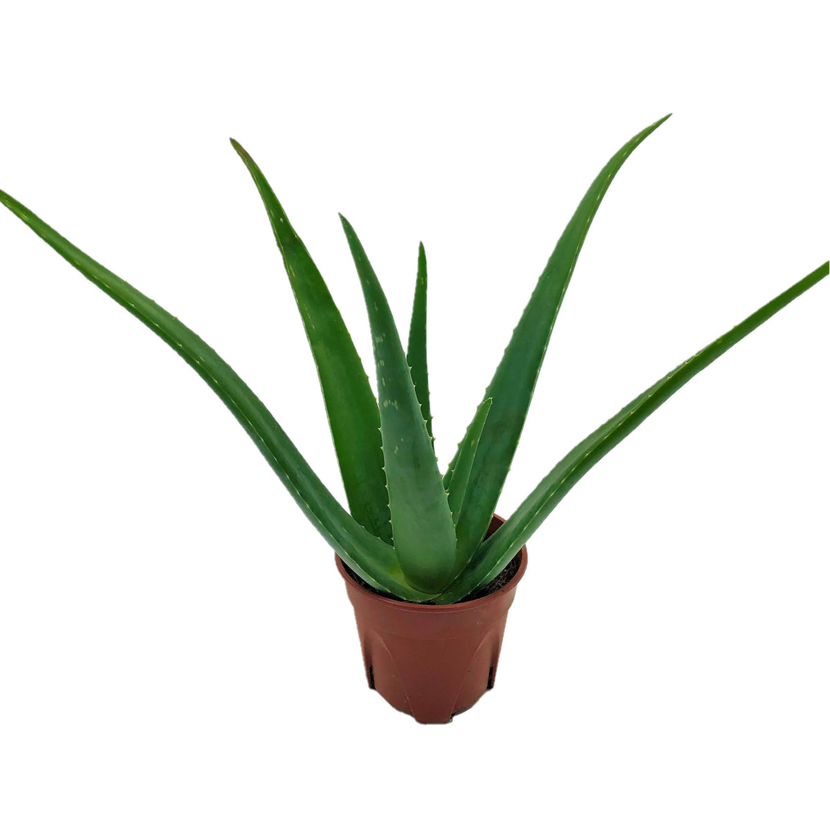 Aloe vera (L.) Burm.f., Barbados Aloe (0.4m) – Noah Garden Centre