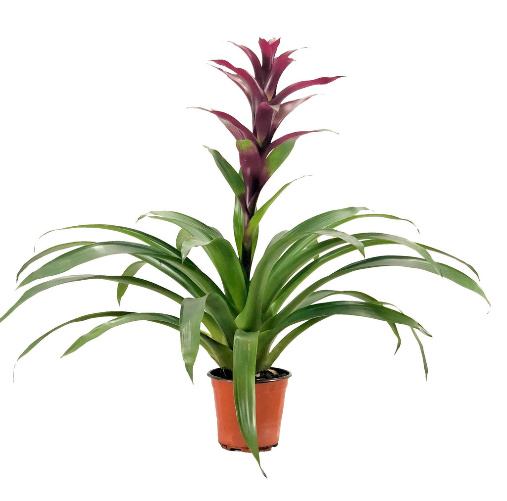 Guzmania, Purple (0.7m)