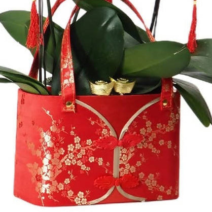 Fortune Elegance: 3 in 1 Phalaenopsis with CNY Décor (吉星高照）