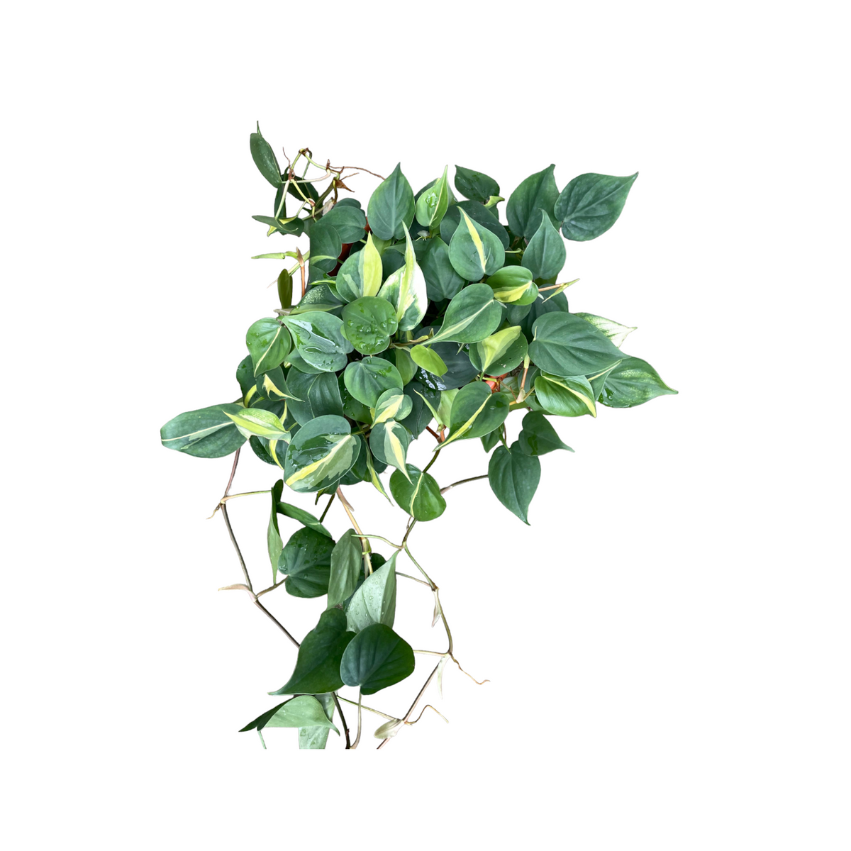 Philodendron scandens 'variegated' (0.3m) – Noah Garden Centre