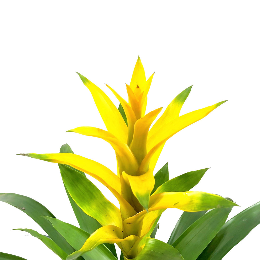 Guzmania, Yellow (0.7m)