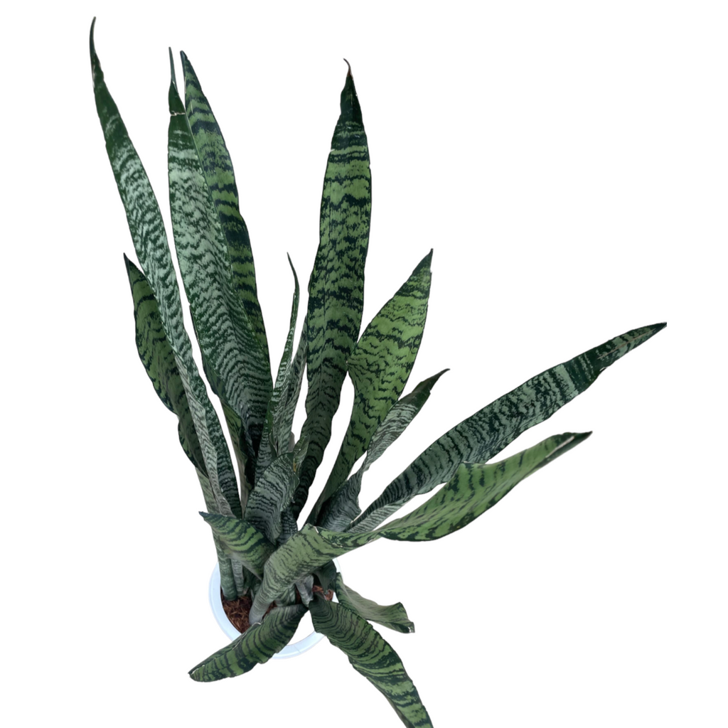 Sansevieria Zeylanica in Coffee Elegante Pot With Stand